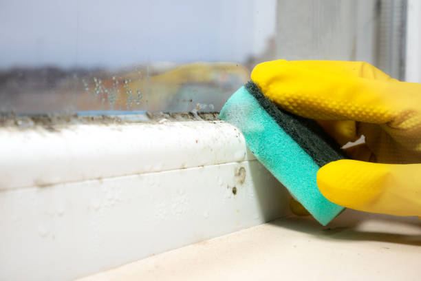 Best White Mold Remediation in Terre Haute, IN
