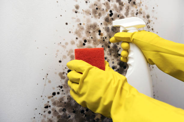 Best DIY Mold Remediation Support Services in Terre Haute, IN