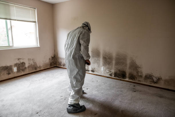 Best Industrial Mold Remediation in Terre Haute, IN