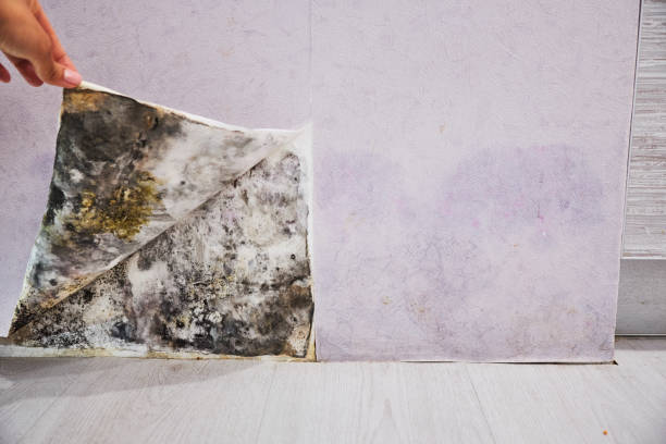 Best Emergency Mold Remediation in Terre Haute, IN